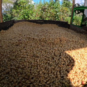 LAVADO PERÚ ARÁBICA GR1